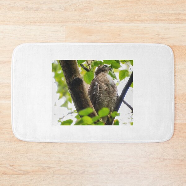 Item preview, Sparrow Hawk chick 'branching out' in profile. designed and sold by RobinDHunter.