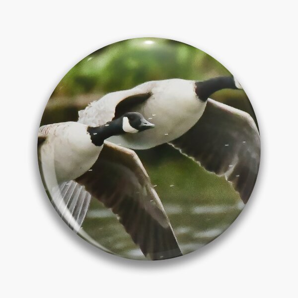 Item preview, Canada Geese over Craiglockhart Pond in Edinburgh designed and sold by RobinDHunter.