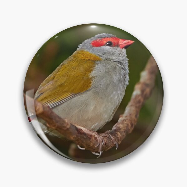 Item preview, Red-browed Finch designed and sold by Robert Elliott.