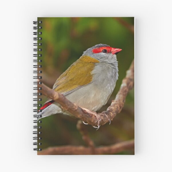 Item preview, Red-browed Finch designed and sold by Robert Elliott.