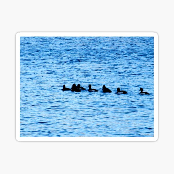 Ducklings Sticker