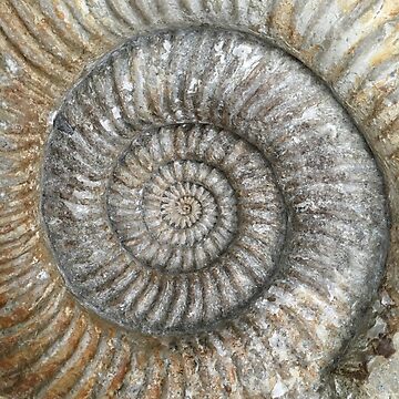 Artwork thumbnail, Ammonite by Robert Steadman
