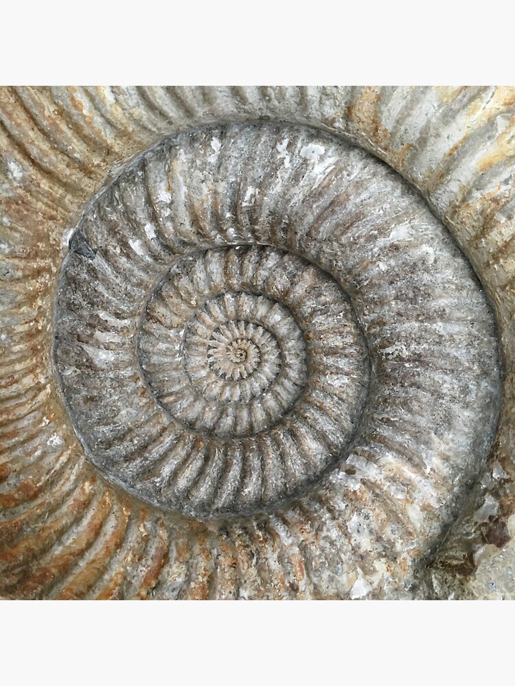Thumbnail 3 of 3, Sticker, Ammonite designed and sold by robsteadman.