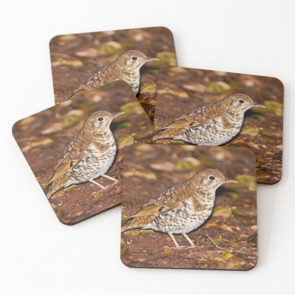 Item preview, Bassian Thrush designed and sold by Robert Elliott.