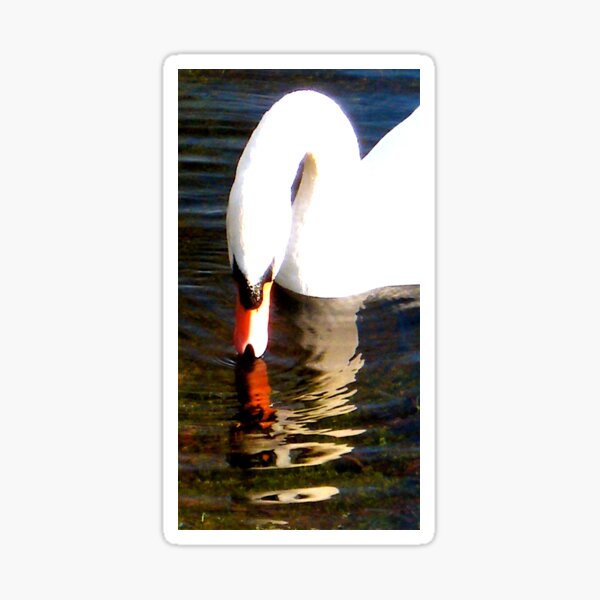 Swan Sticker