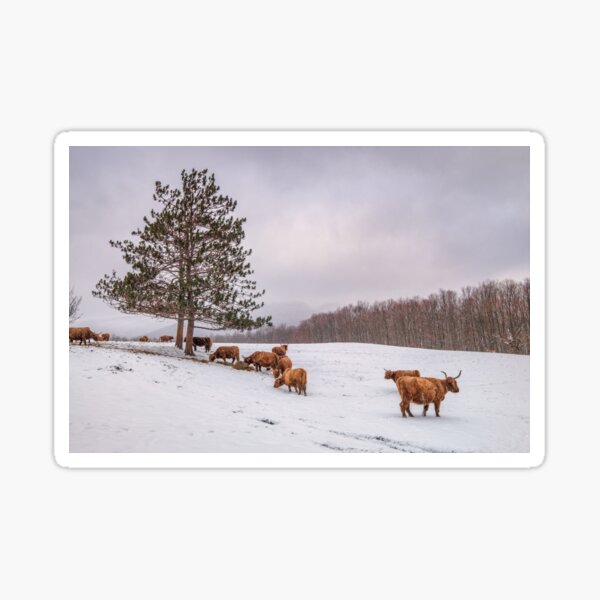 Bovins Highland sous la neige à Glen Sutton Sticker