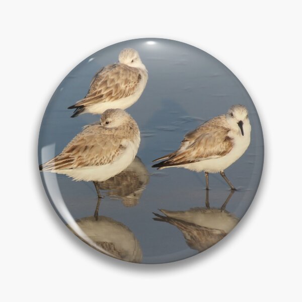 Artikelvorschau, Sanderling Snooze entworfen und verkauft von Autumn Seas Photography.