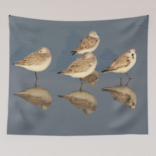 Item preview, Sanderling Snooze designed and sold by Autumn Seas Photography.