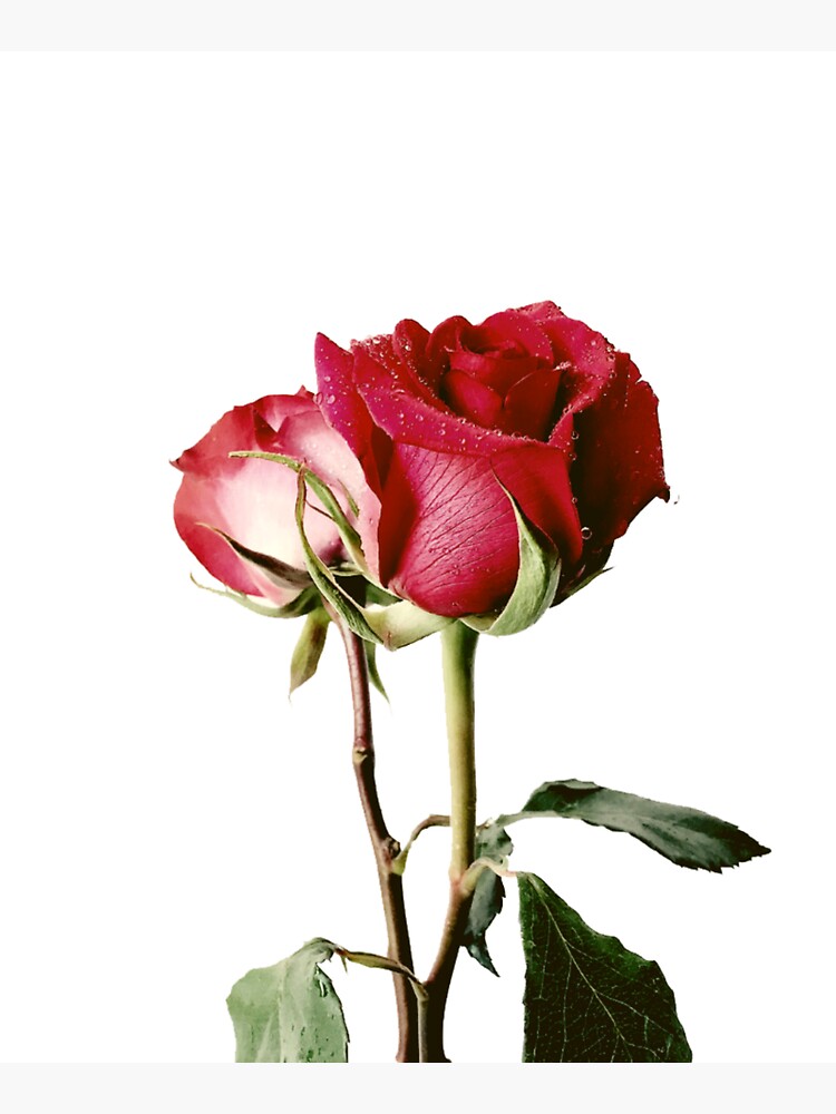 Wrongdoing Magazine Real Rose Collection by PalacesP