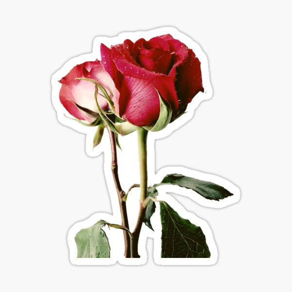 Wrongdoing Magazine Real Rose Collection Sticker