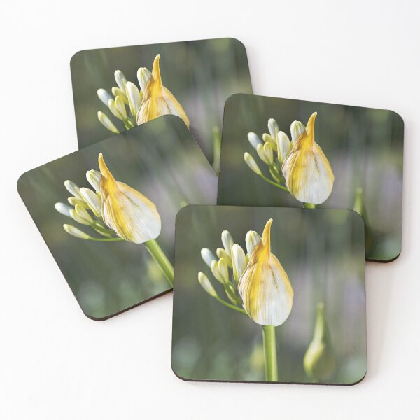 Item preview, Natures Has Bubbles Agapanthus designed and sold by Joy Watson - Natural Light Photography .