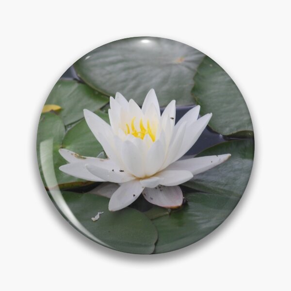 Item preview, Blooming lily amid lilypads designed and sold by Epiphany27Photo.