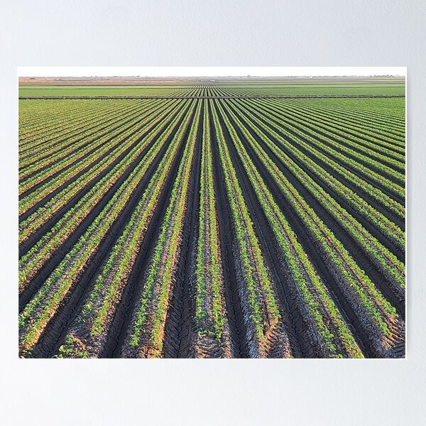 Item preview, Farm Fields and Furrows designed and sold by jacklinke.