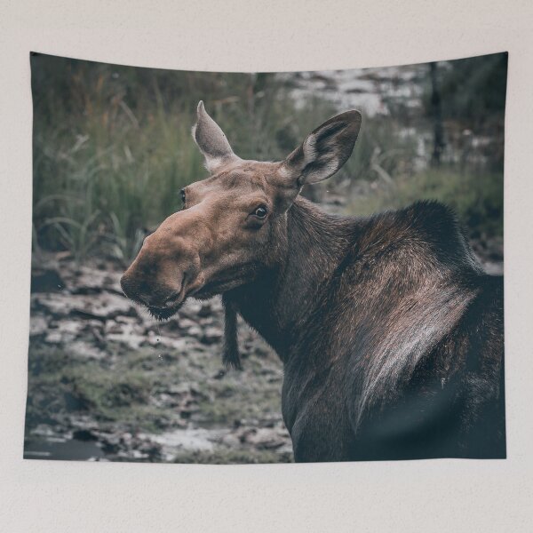 Item preview, A Moose in his Prime designed and sold by JDWarren.