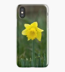 Daffodil iPhone Case/Skin