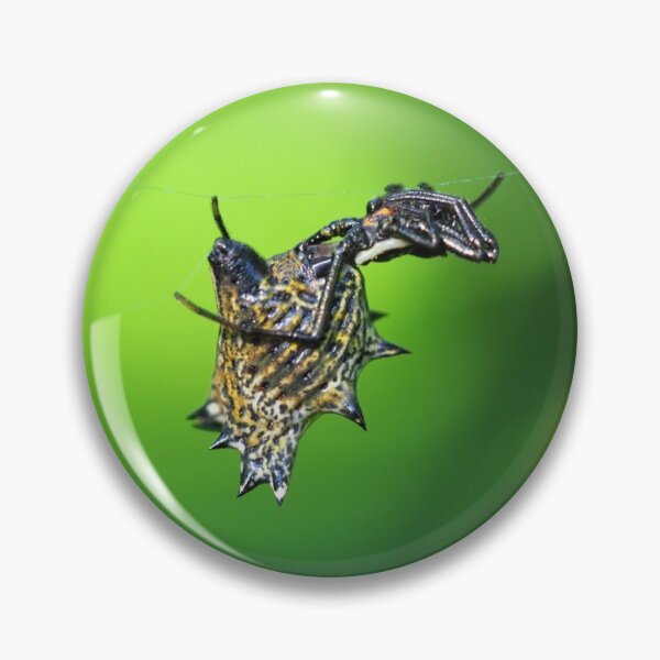 Item preview, Spined Micrathena (Micrathena gracilis) designed and sold by Zoologe.
