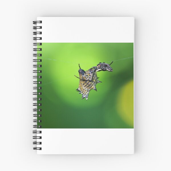 Item preview, Spined Micrathena (Micrathena gracilis) designed and sold by Zoologe.