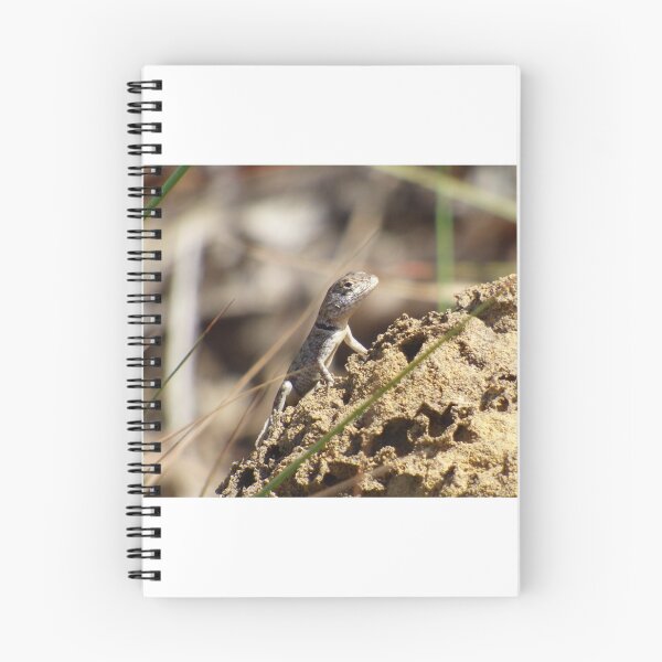 Item preview, Peters' Lava Lizard (Tropidurus hispidus) designed and sold by Zoologe.
