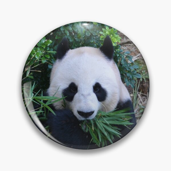 Item preview, Giant Panda eating Bamboo designed and sold by Schoensl.