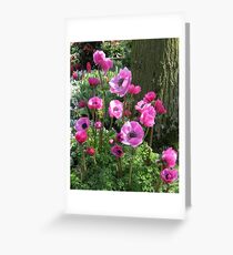 So Pretty-in-Pink - Anemones in the Keukenhof Gardens Greeting Card