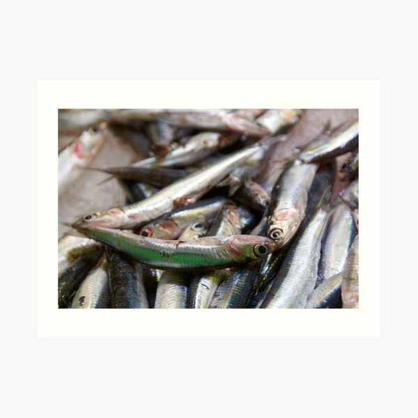 Sea-fresh Spanish sardines Art Print