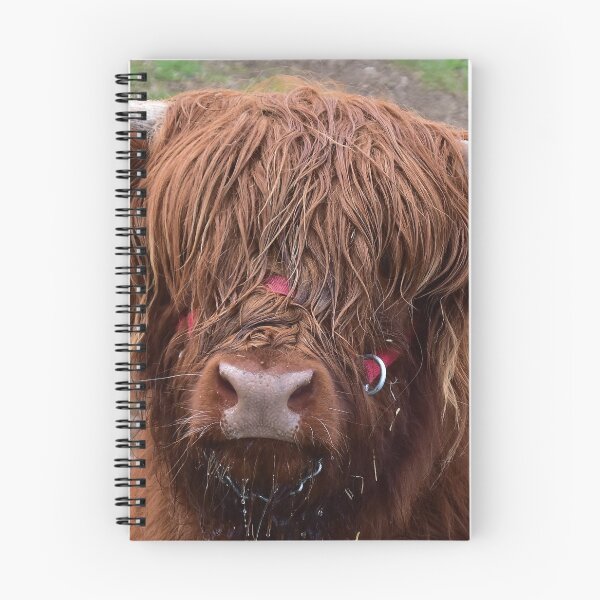 Item preview, Love Cows - Scottish Highland Cattle designed and sold by Glineur.