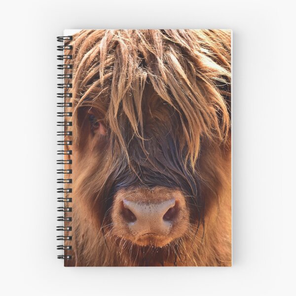 Item preview, Young Scottish highland cattle designed and sold by Glineur.