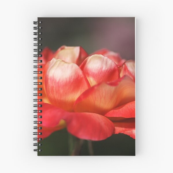 Item preview, Single Rose designed and sold by Joy Watson - Natural Light Photography .