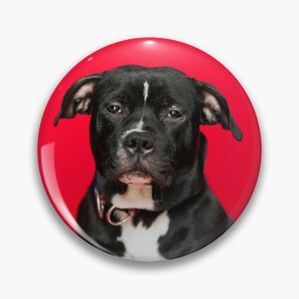Item preview, Gorgeous Black and White Staffordshire Bull Terrier designed and sold by DSBE Designs.