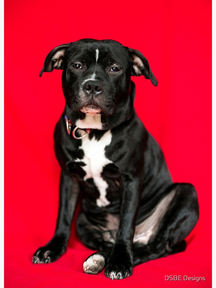 Gorgeous Black and White Staffordshire Bull Terrier