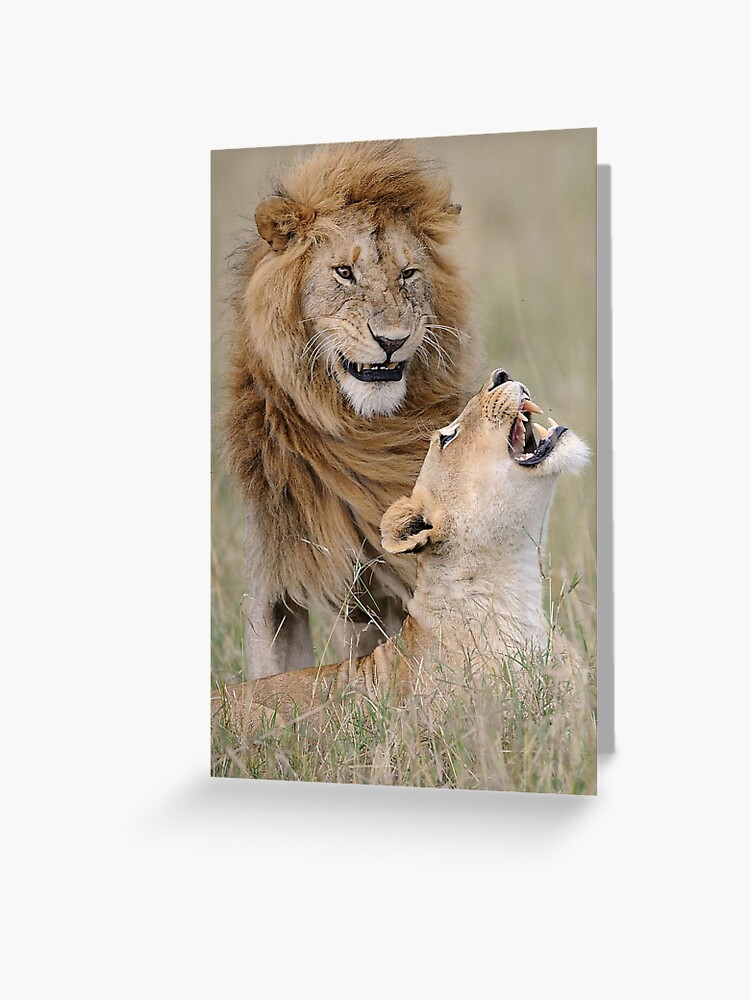 Tarjetas de felicitación «leones graciosos» de dsgn-by-frost | Redbubble