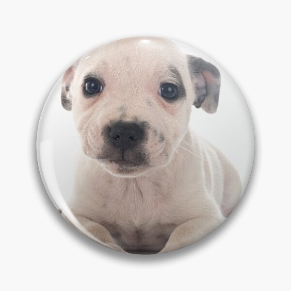 Item preview, Gorgeous White Staffordshire Bull Terrier Puppy designed and sold by DSBE Designs.