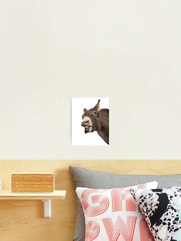 Super cute smiling Donkey | Photographic Print