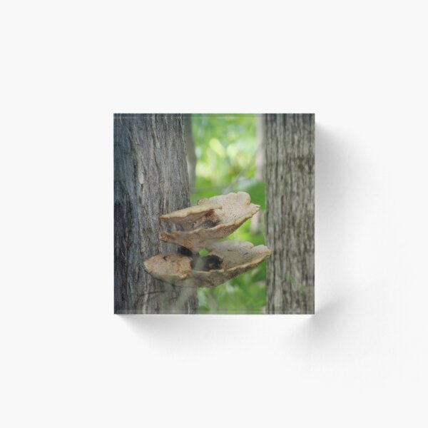 Item preview, Fairy Bench Fungi designed and sold by William Franklin-Cromwell.