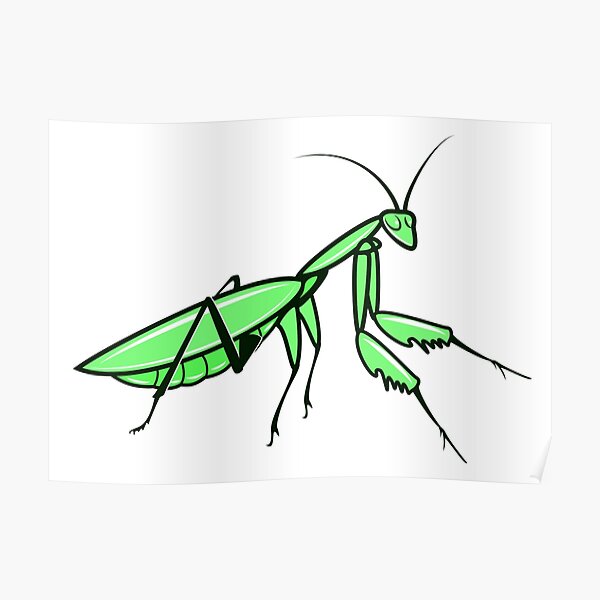 Praying Mantis Poster