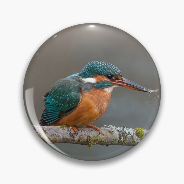 Item preview, Common Kingfisher designed and sold by Steve Liptrot Photography.