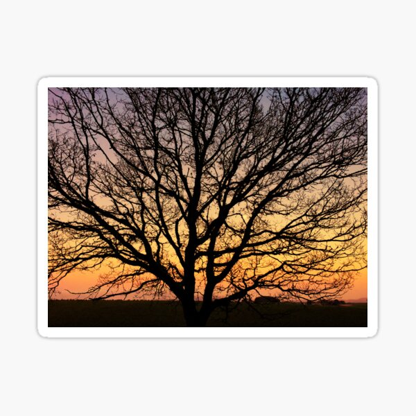 Item preview, Oak Tree at Sunset designed and sold by derekbeattie.