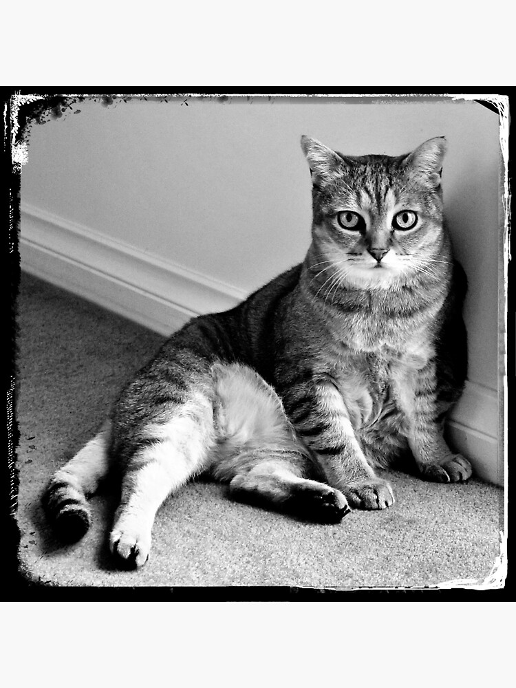 cat art by rogersmith