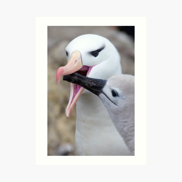 Black-browed feasting Art Print