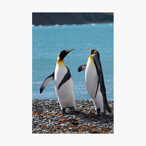 King penguin duo Photographic Print