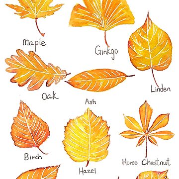 Leaves deciduous trees by Jasper de Ruiter on canvas, poster, wallpaper and  more