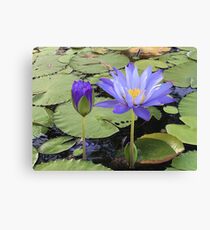 "Water Lillies" Canvas Print