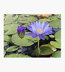 "Water Lillies" Photographic Print