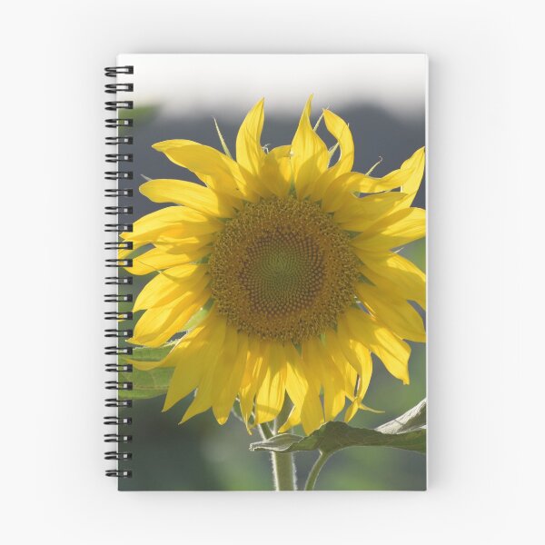 Item preview, Sunflower in Israel designed and sold by DanaLauraPhoto.