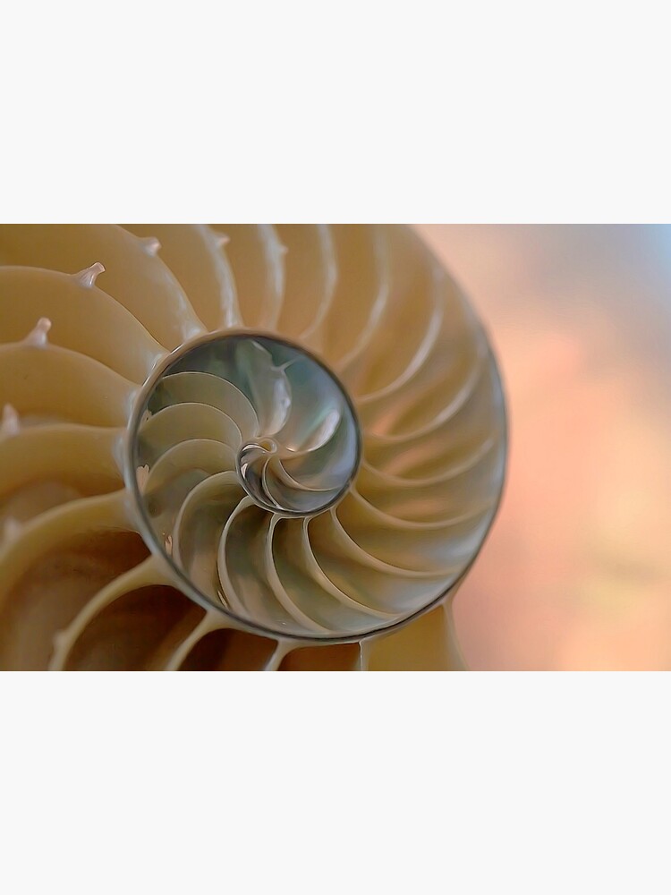 Nautilus Shell Wall Art Redbubble