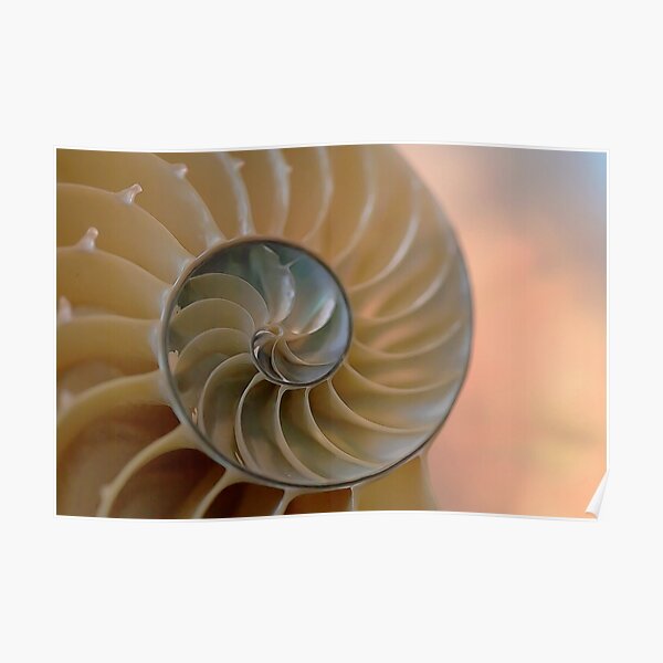 Nautilus Shell Wall Art Redbubble