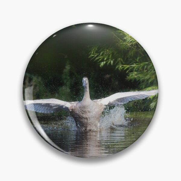 Item preview, Cygnet exercising its wings at full span. designed and sold by RobinDHunter.