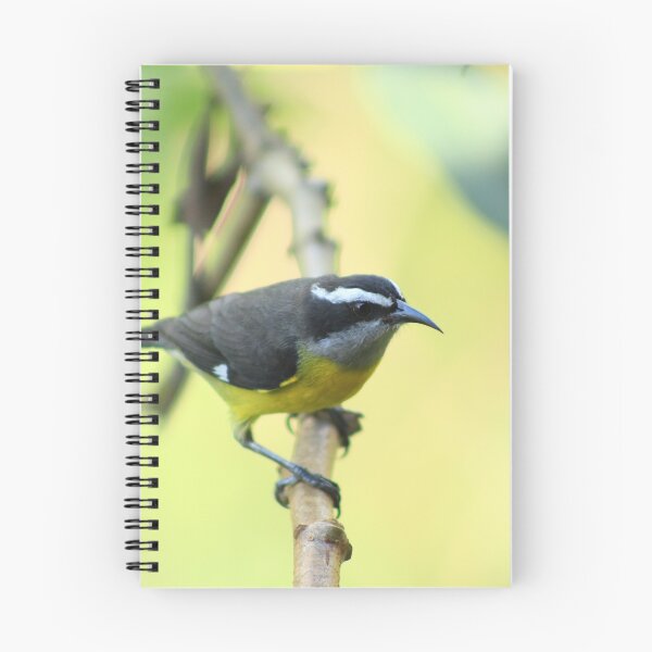 Item preview, Bananaquit on a Branch designed and sold by rhamm.
