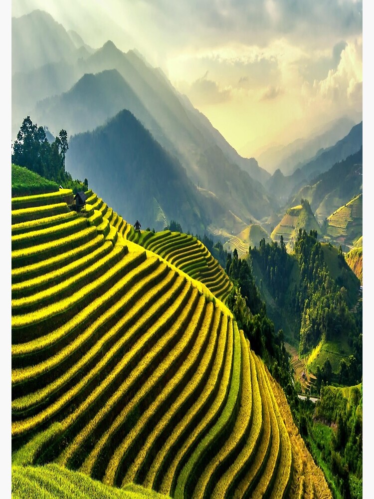"Vietnamese Farmland" Poster for Sale by CUTESTUFFnow Redbubble