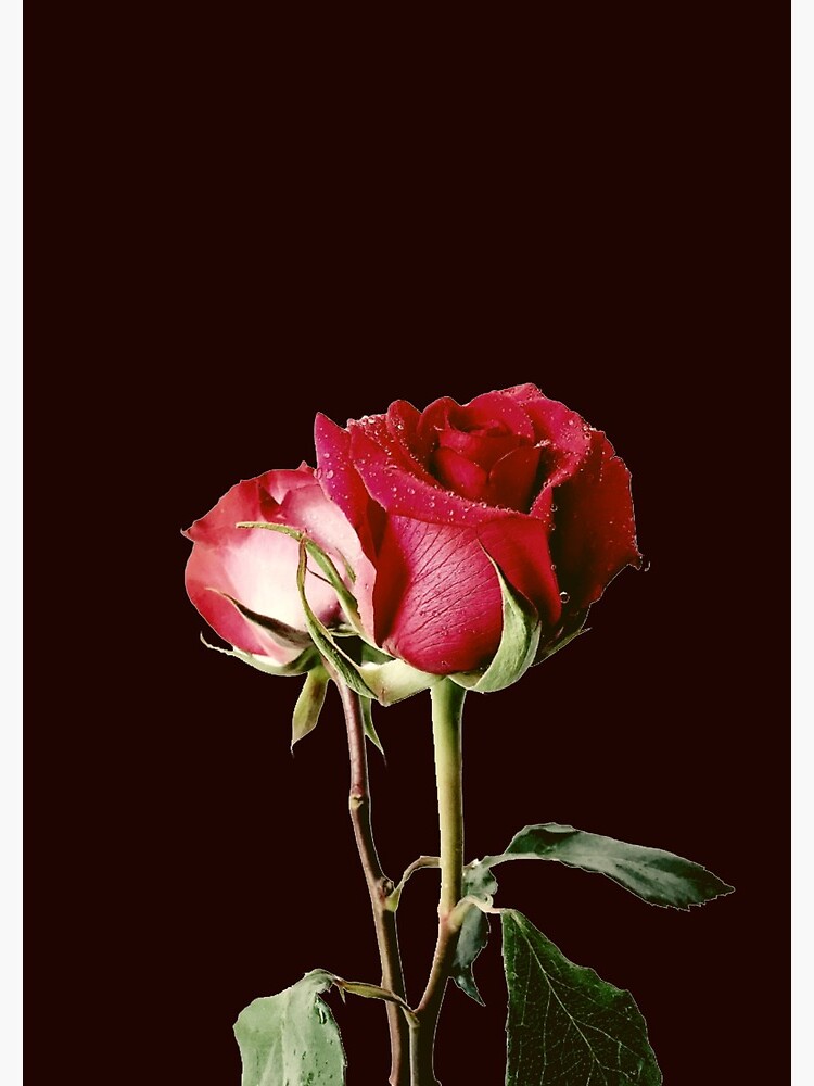 Wrongdoing Magazine Real Rose Collection by PalacesP